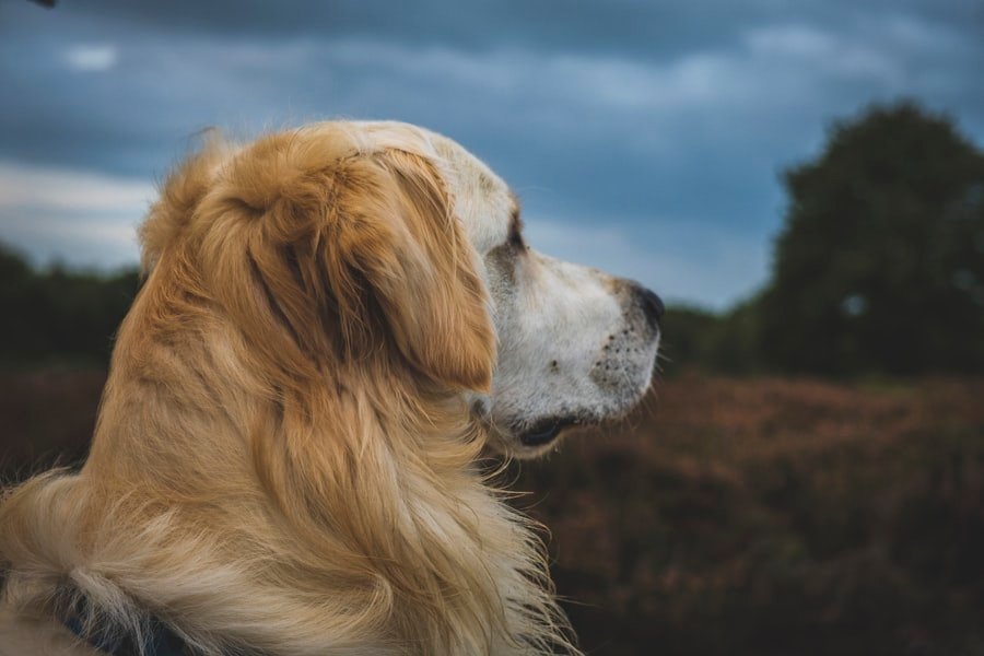 Golden retriever dog lying outdoors